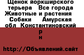 Щенок йоркширского терьера - Все города Животные и растения » Собаки   . Амурская обл.,Константиновский р-н